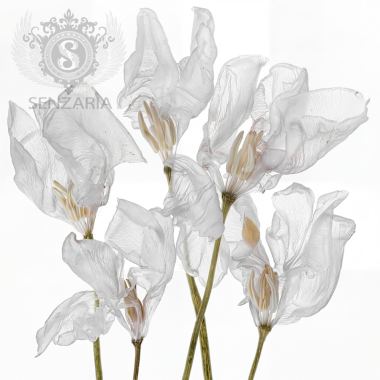 Трансфер - Ботаника 02